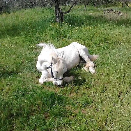 Agriturismo Il Cavallone Farm stay